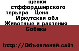 щенки  стффордширского терьера › Цена ­ 15 000 - Иркутская обл. Животные и растения » Собаки   